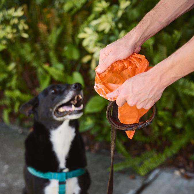 person holding a Hefty Dog Poop Bag while out on a walk with their dog