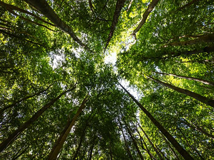 View looking up to lush, healthy green trees